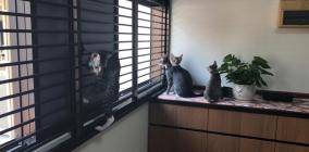PrimeWindownGrilles05.jpg